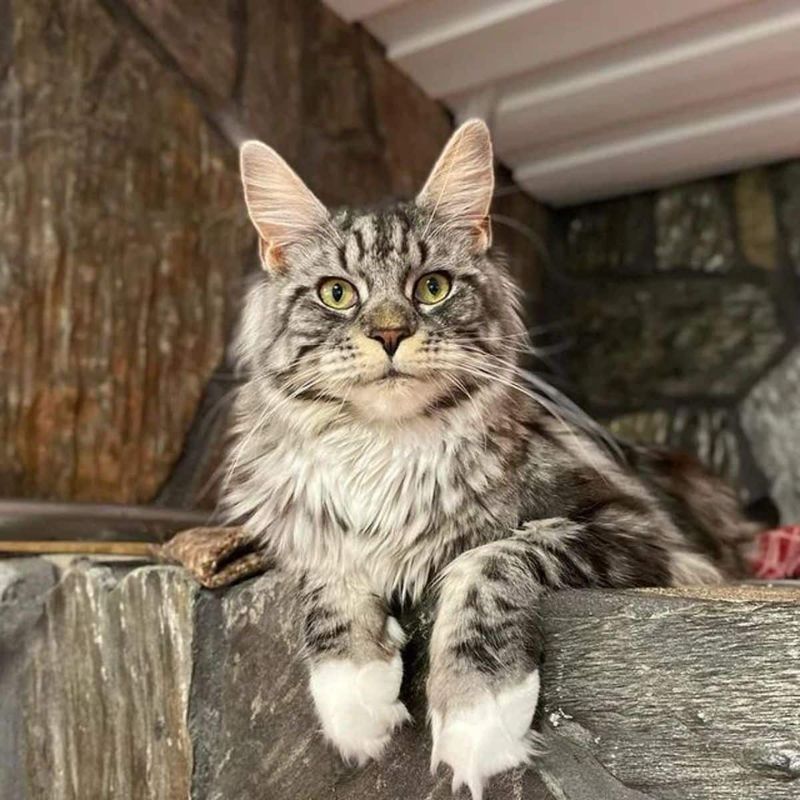 Silver Tabby