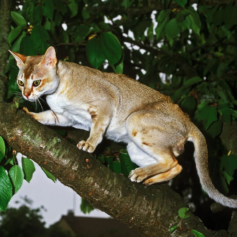 Singapura