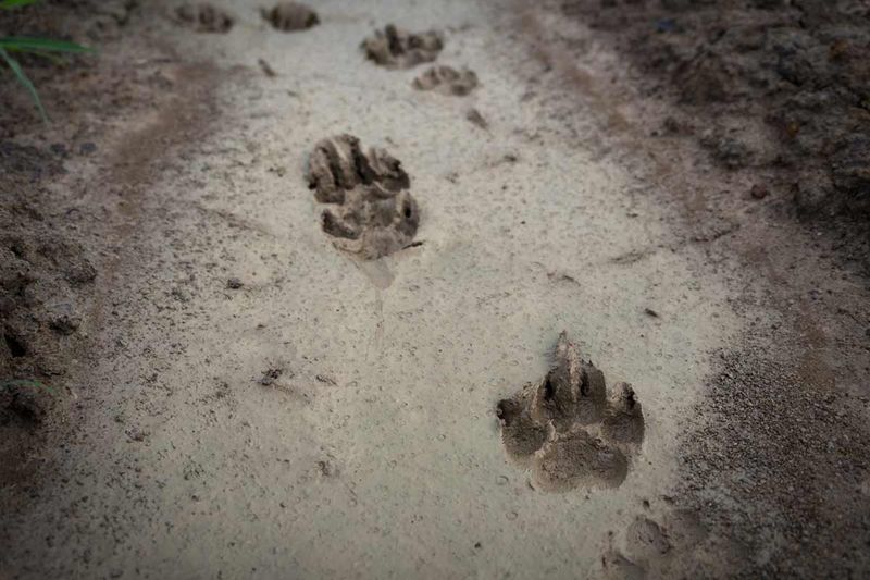Size and Shape of Tracks