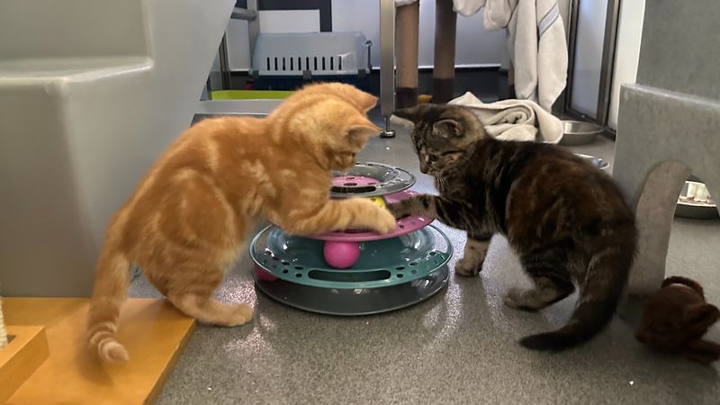 Skimping on Water Stations