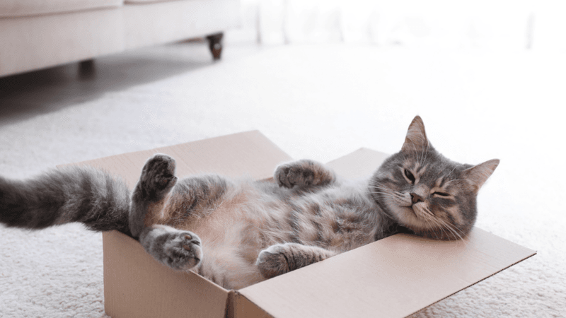Sleeping in Odd Places