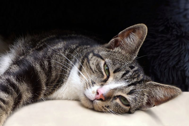 Slow Blinking Is Actually Affection