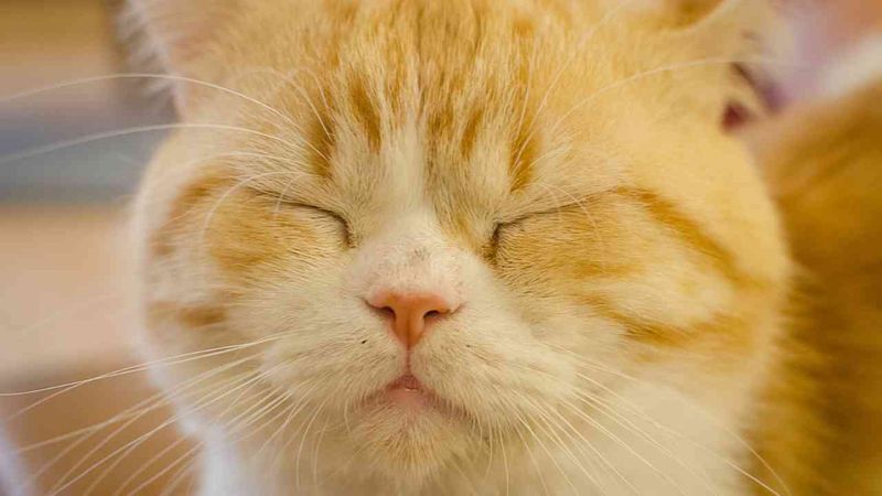 Slow Blinks Are Cat Kisses
