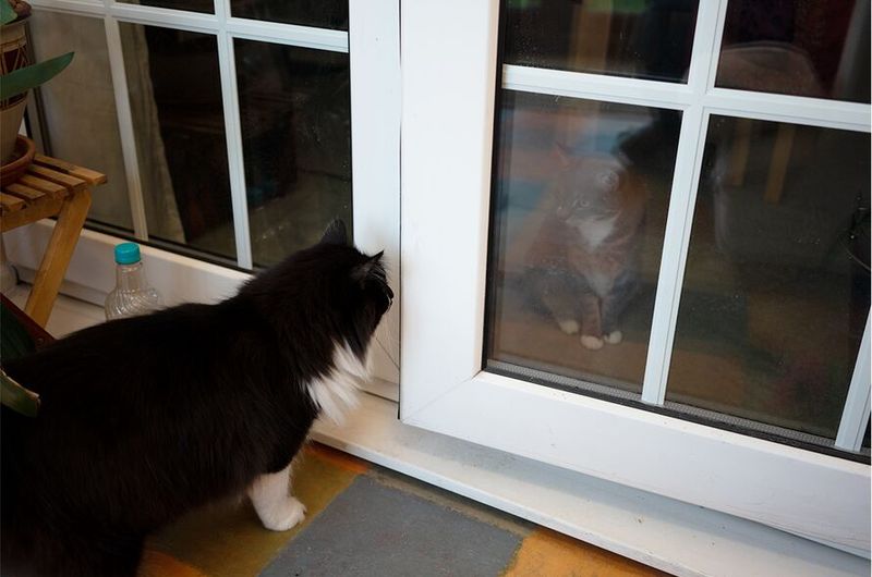 Slow Introduction to Other Pets