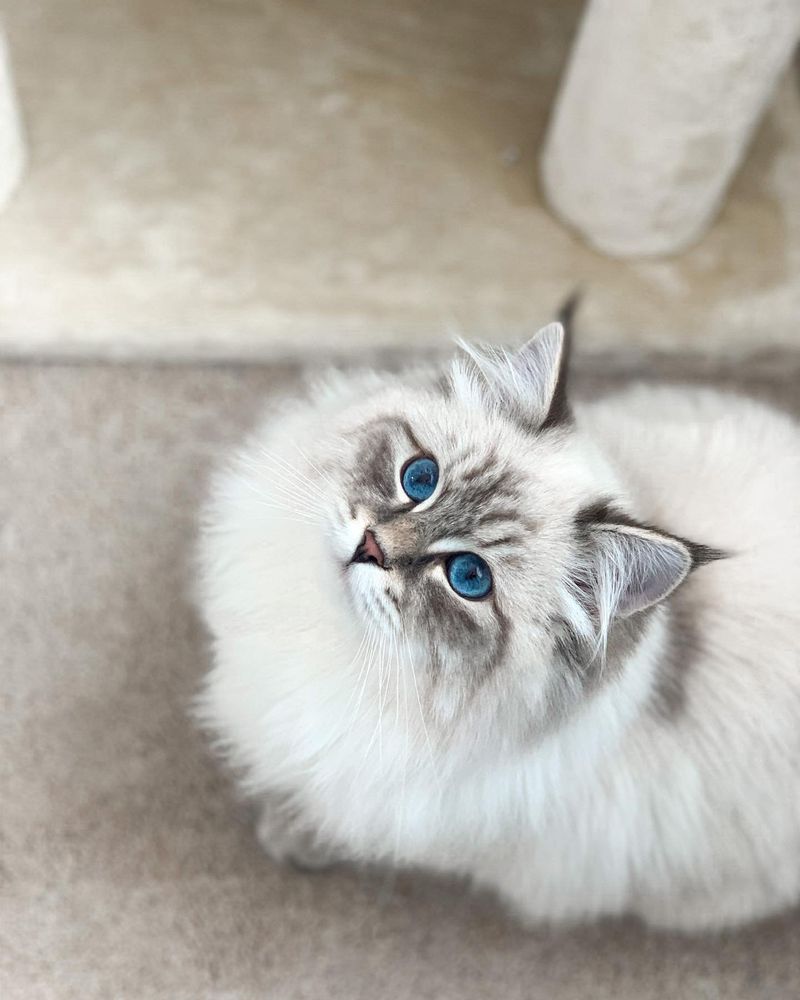 Slow Maturation Process Creates Lasting Kittenhood