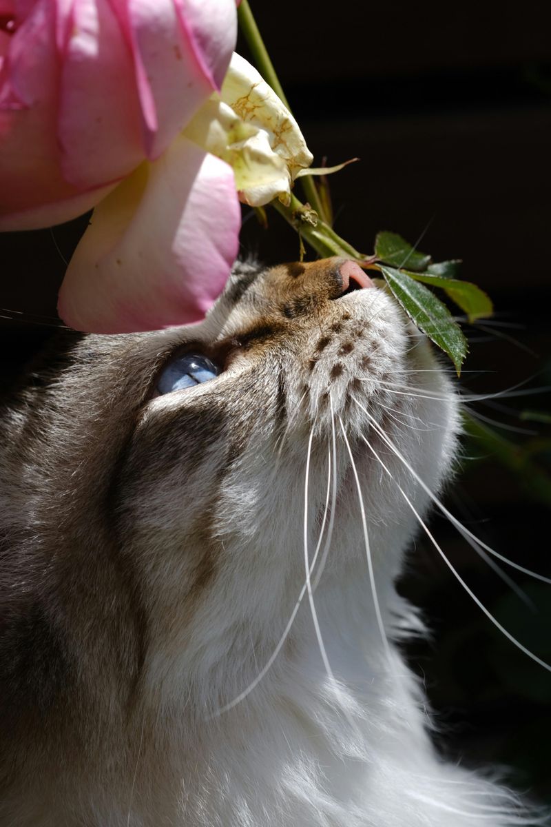 Smell: Nature's Perfume Connoisseurs