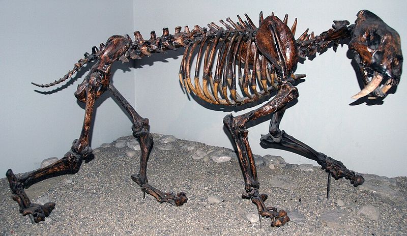 Smilodon fatalis