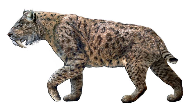 Smilodon populator