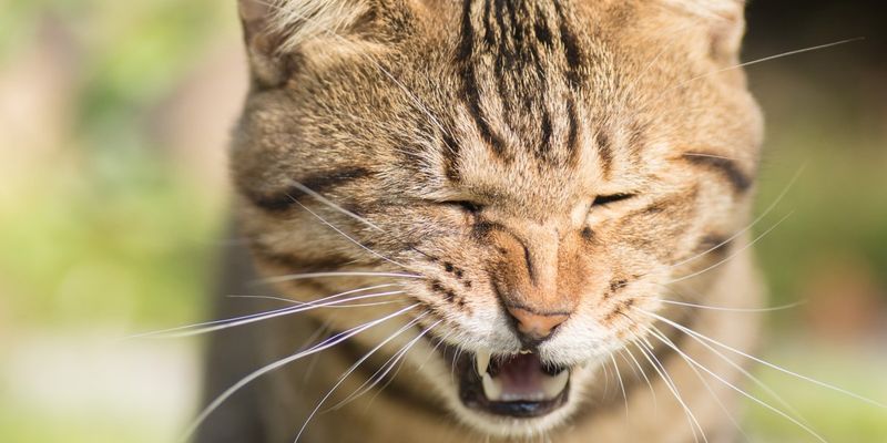 Sneezing