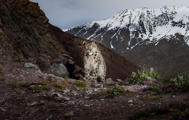 Snow Leopard