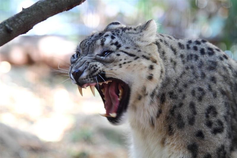 Snow Leopard (Panthera uncia)