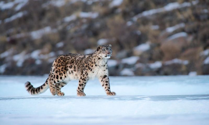 Snow Leopard (*Panthera uncia*)