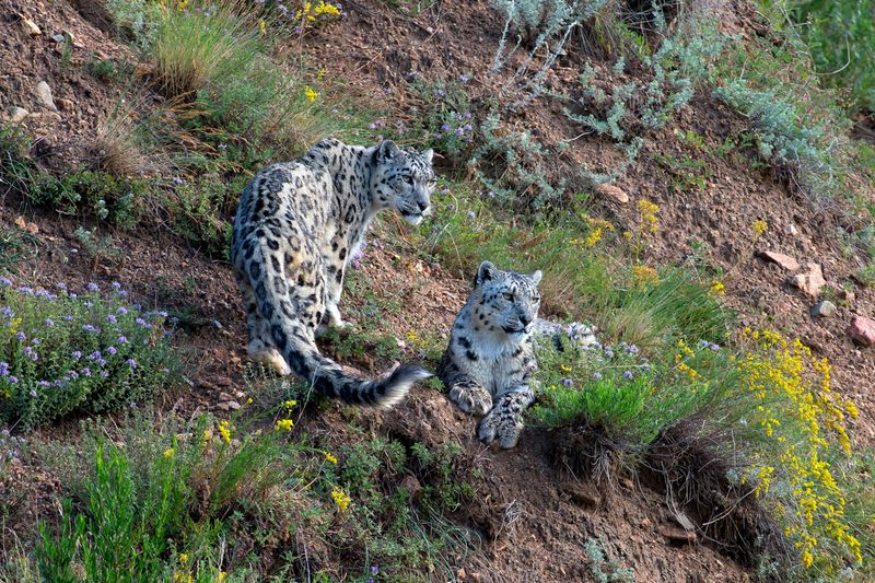 Snow Leopard