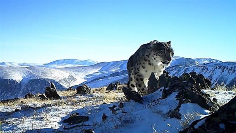 Snow Leopards' Seasonal Dietary Adaptations