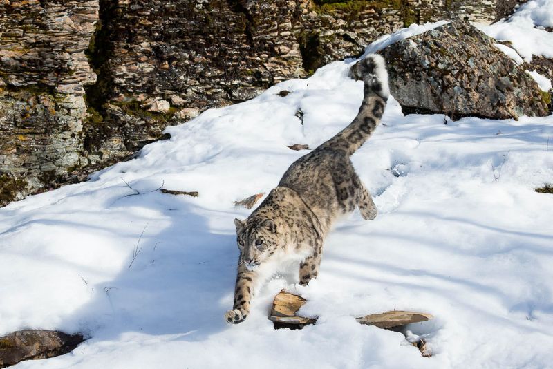 Snow Leopards