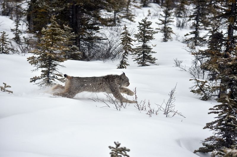 Snowshoe Hare Specialists