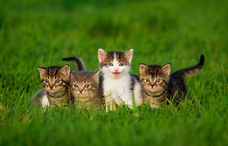 Social Adaptation: Solitary Yet Social