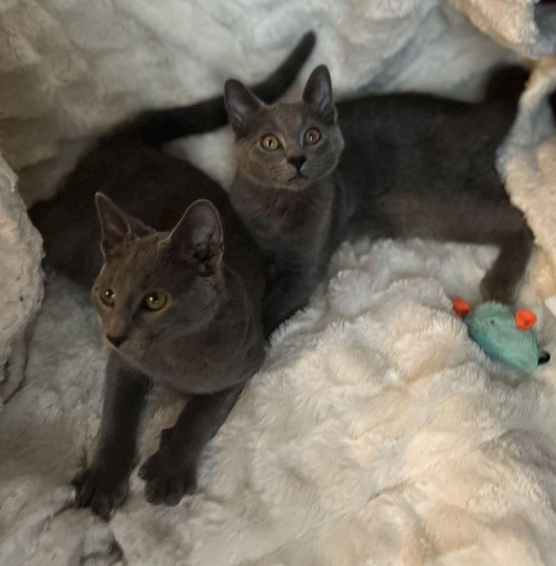 Social Cats