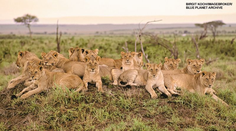 Social Structure and Cooperative Hunting