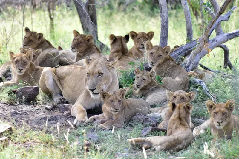 Social Structure and Cooperative Hunting