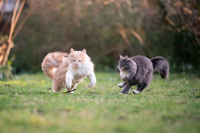 Socialization Opportunities