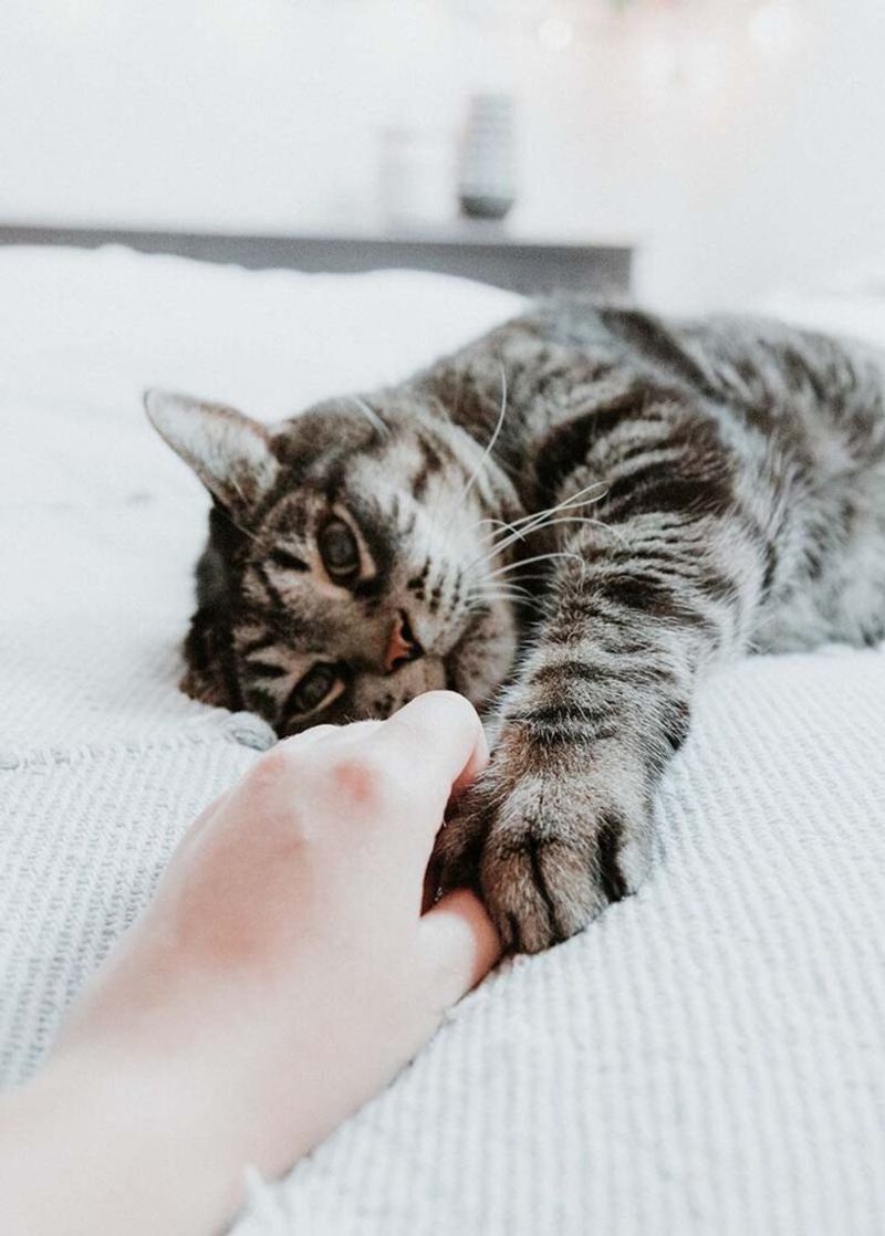 Soft Paw Pats