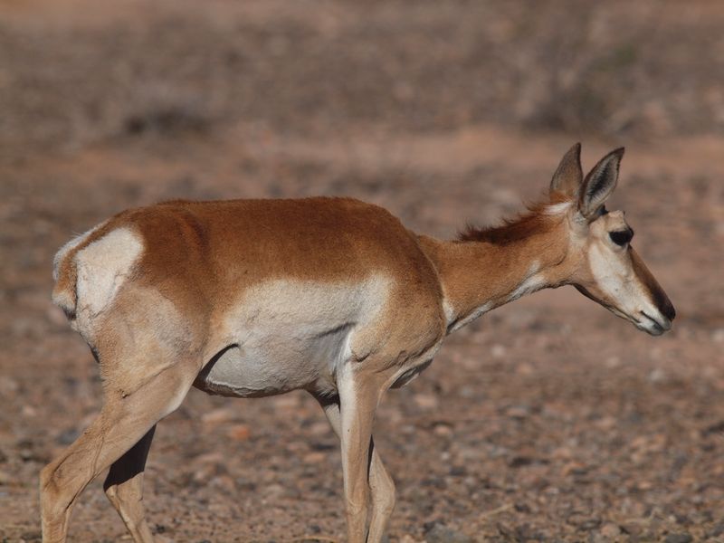 Sonoran Pronghorn