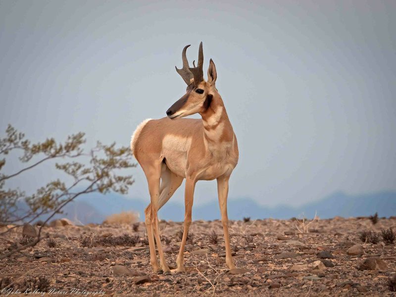 Sonoran Pronghorn
