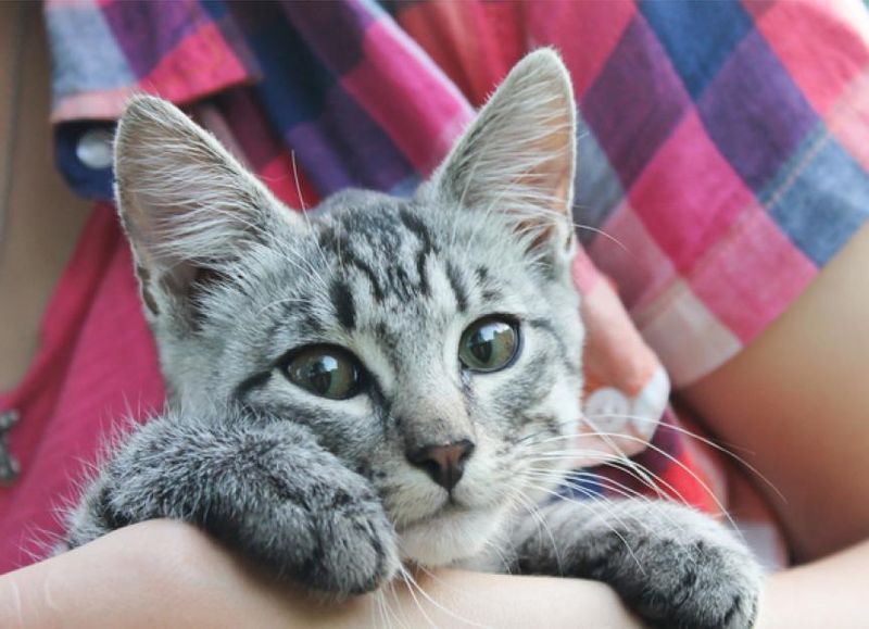 Spaying or Neutering Options