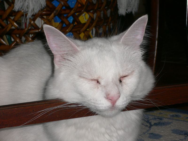 Special Needs Cat