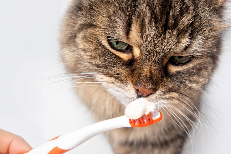 Specialty Cat Toothbrushes