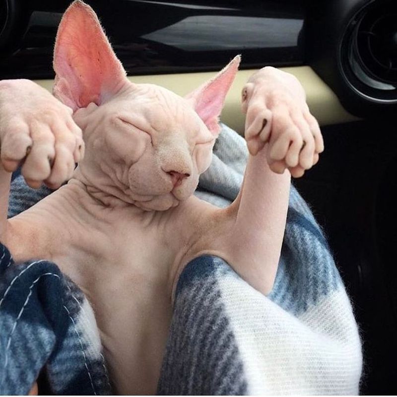 Sphynx