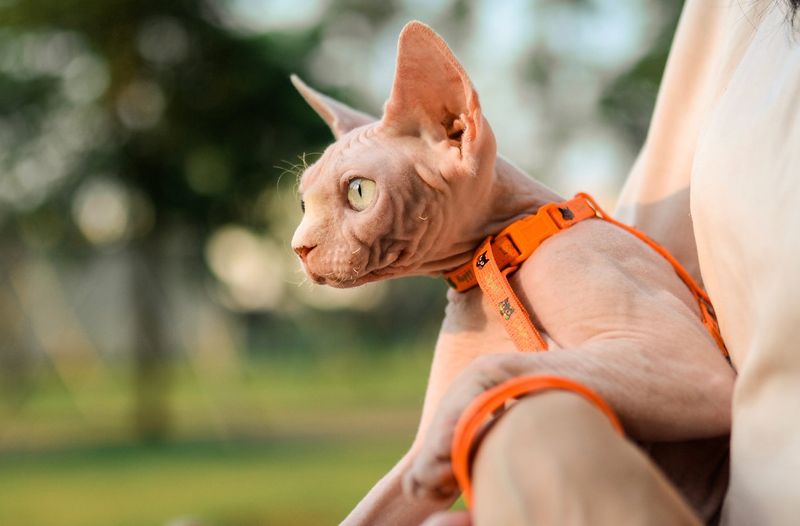 Sphynx