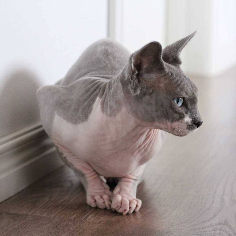 Sphynx