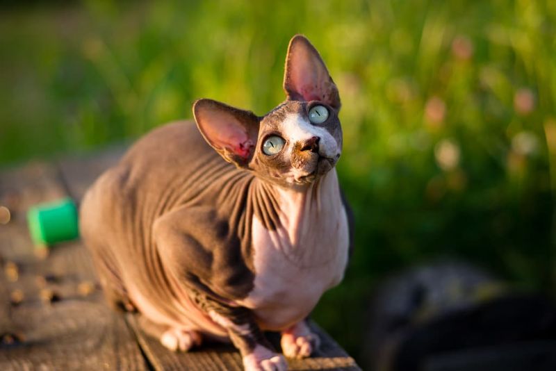 Sphynx