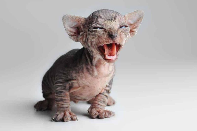 Sphynx
