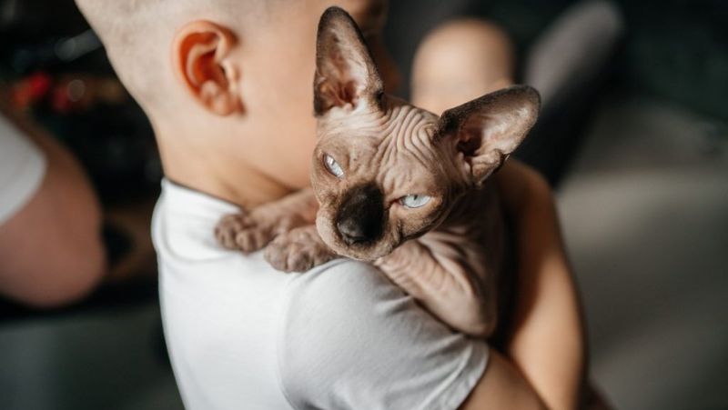 Sphynx