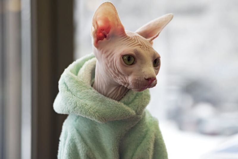 Sphynx