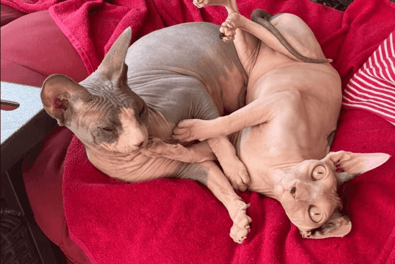 Sphynx