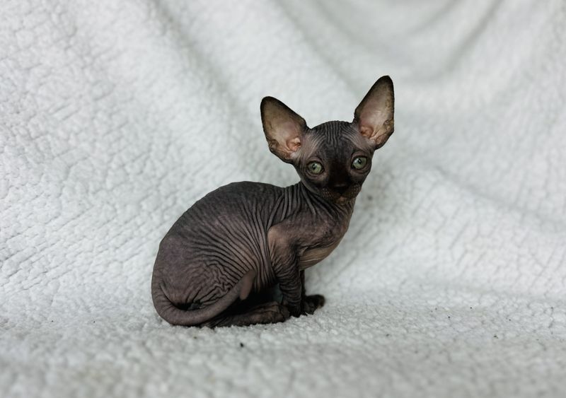 Sphynx