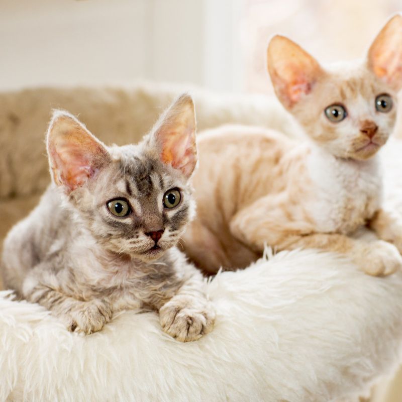 Sphynx