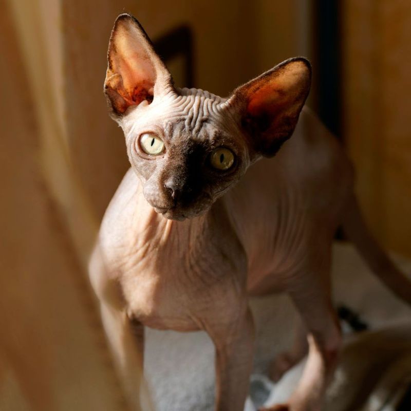 Sphynx