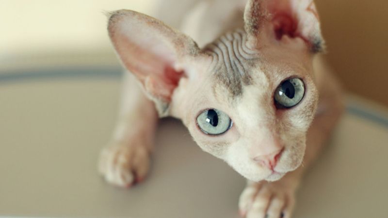 Sphynx