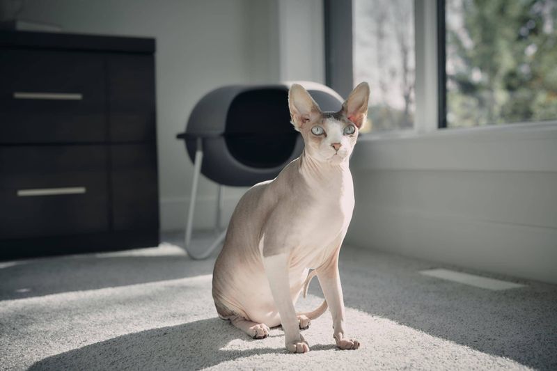 Sphynx