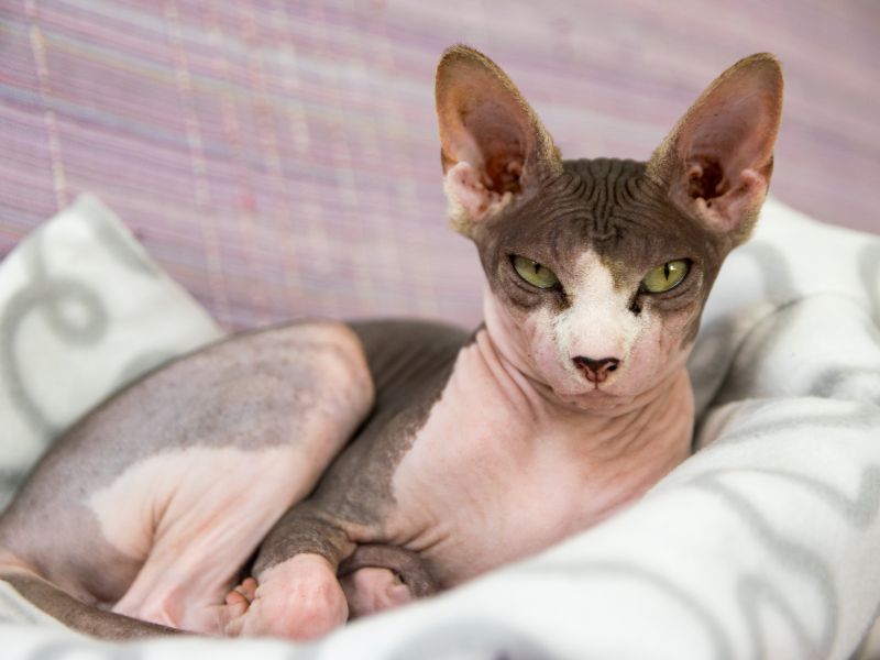 Sphynx