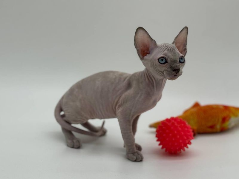 Sphynx