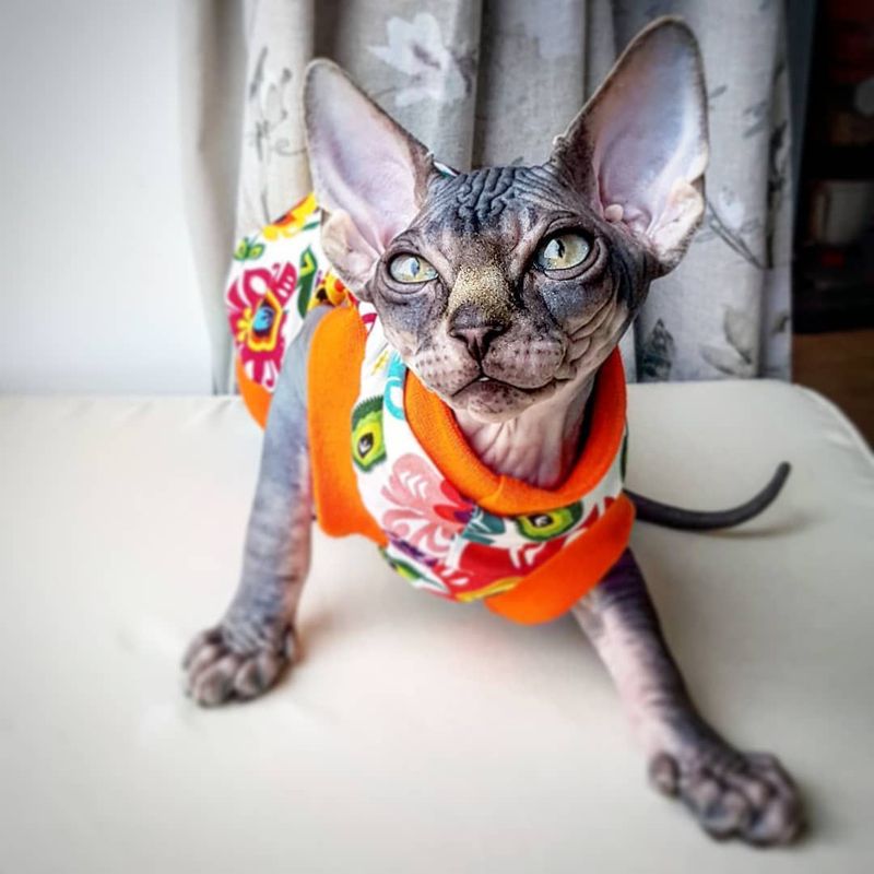 Sphynx