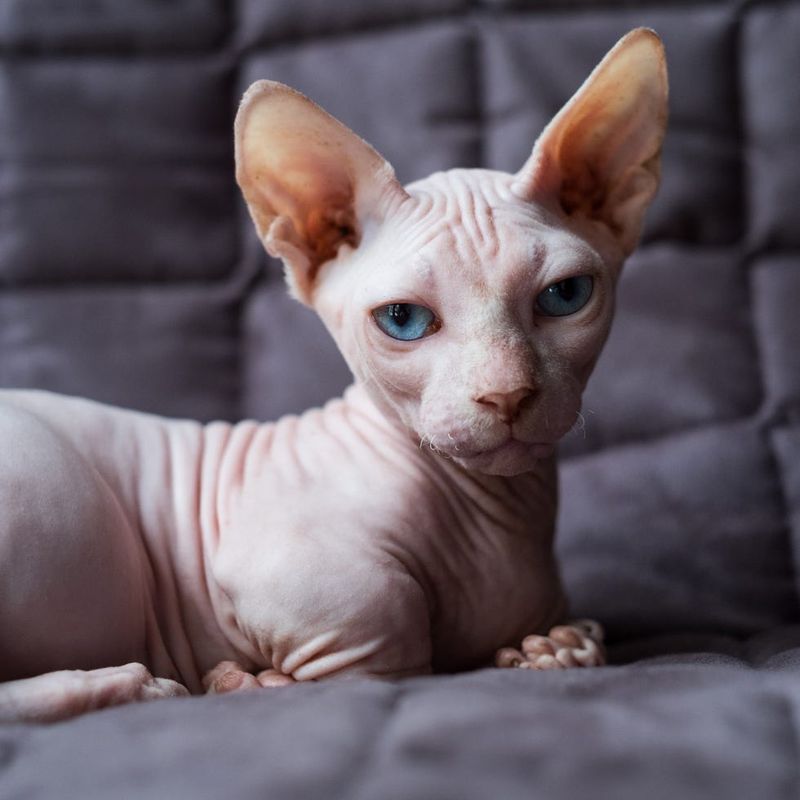 Sphynx