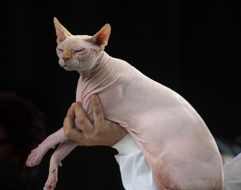 Sphynx