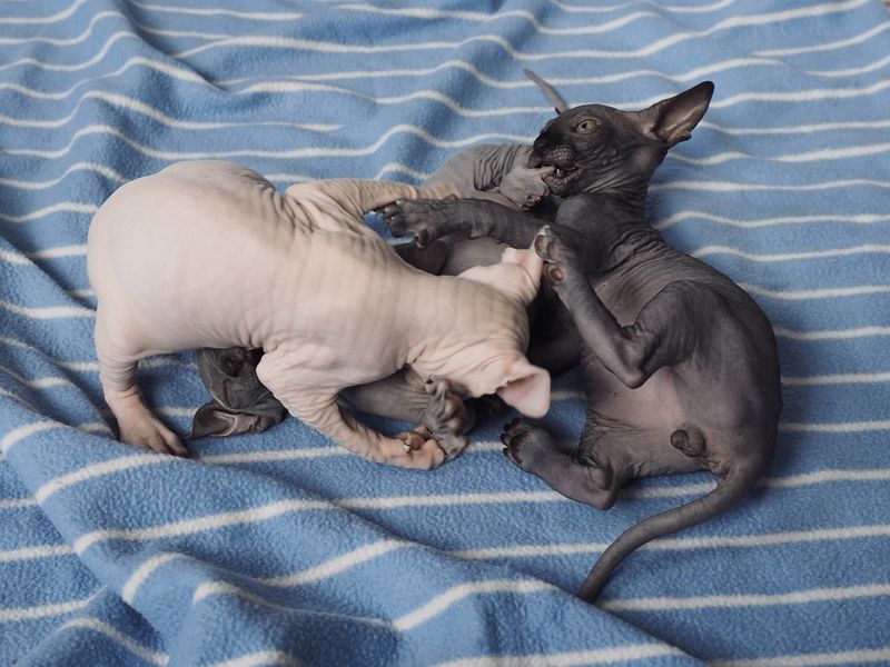 Sphynx